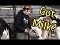 Milking Cows at Trinity Dairy/ Using a Variable Speed Vacuum Pump