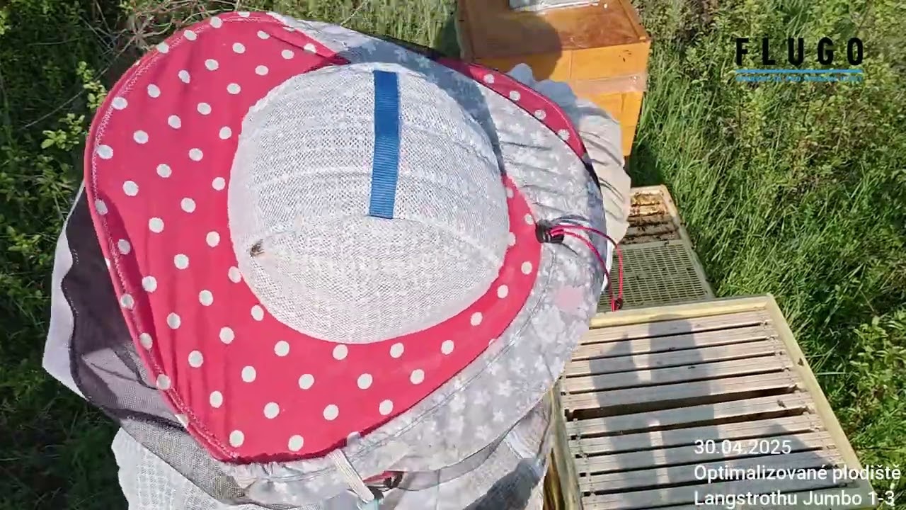 Optimalizované plodiště – vložení matečníku do včelstva (30. 4. 2025)