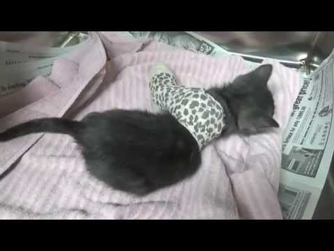 Video: Pet Scoop: Baby Squirrel wordt gegoten voor gebroken enkel, pasgeboren kittens die per ongeluk zijn verzonden