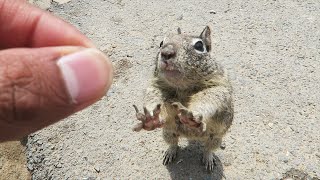 HOW TO TOUCH A SQUIRREL!