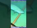 Tubarões são flagrados Atacando cabos de internet no oceano