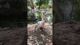 #ytshorts #shorts #shortsfeed #viral #viralshorts | Mr. Ali Iftikhar