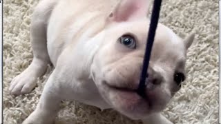 Tiny Frenchie wants to become a professional hair stylist. The first model was his foster mom