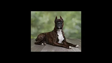 Most Dengueras Boxer Dog 