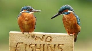 Common Kingfisher  Male & Female with fish and calling.