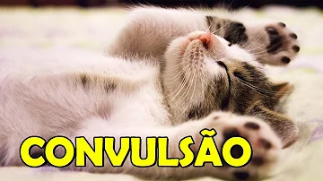 Como é a convulsão em gato?