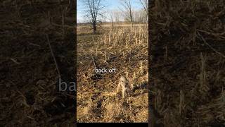 This brave Bobcat dont give a shi