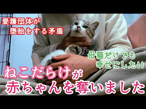 【堕胎】【母猫保護】赤ちゃんを7匹奪ってしまいました。この子だけでも幸せな家猫にしたいと思います。