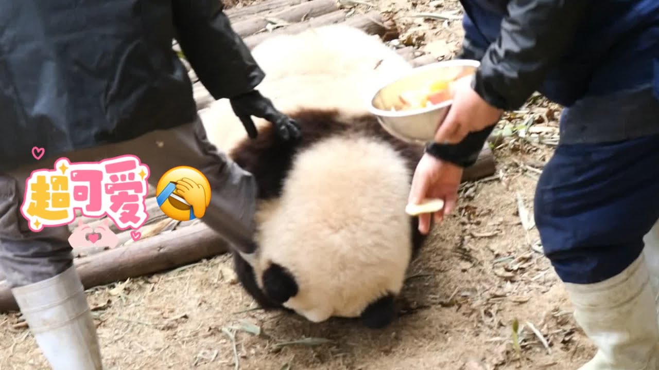 🌸HeHua grabbed new Nanny's leg like in old days with Nanny Zhang🥰💖😂