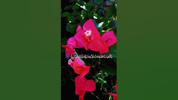 القرآن الكريم محمد اللحيدان شاشه سوداء سورة مريم 🙂✨🌸