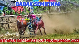 SEMIFINAL ROUND OF THE 2023 REGENT'S CUP PROBOLINGGO COW RACE || PROBOLINGGO COMBAT RACE