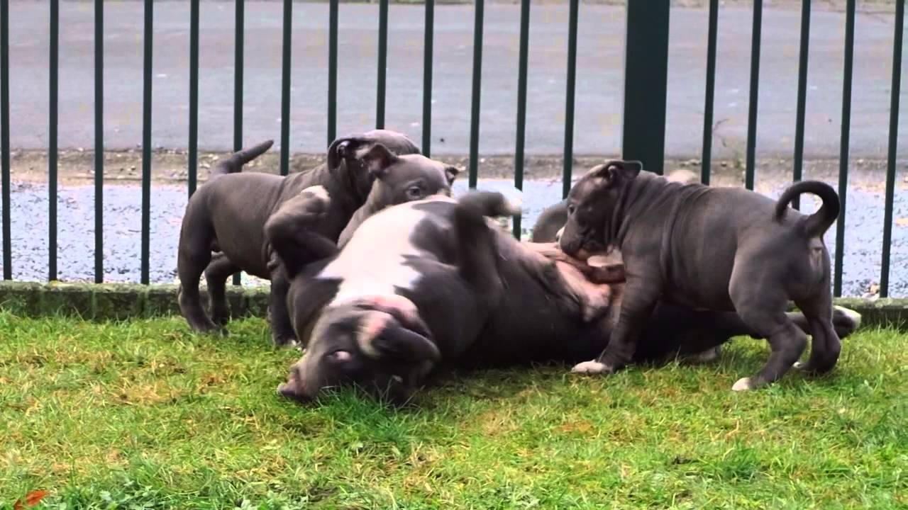American Bully pups attacking mum. Unique Bloodline Kennel YouTube