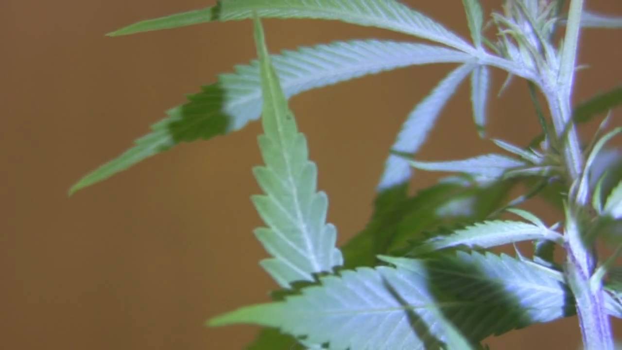 tokin daily: spider mites