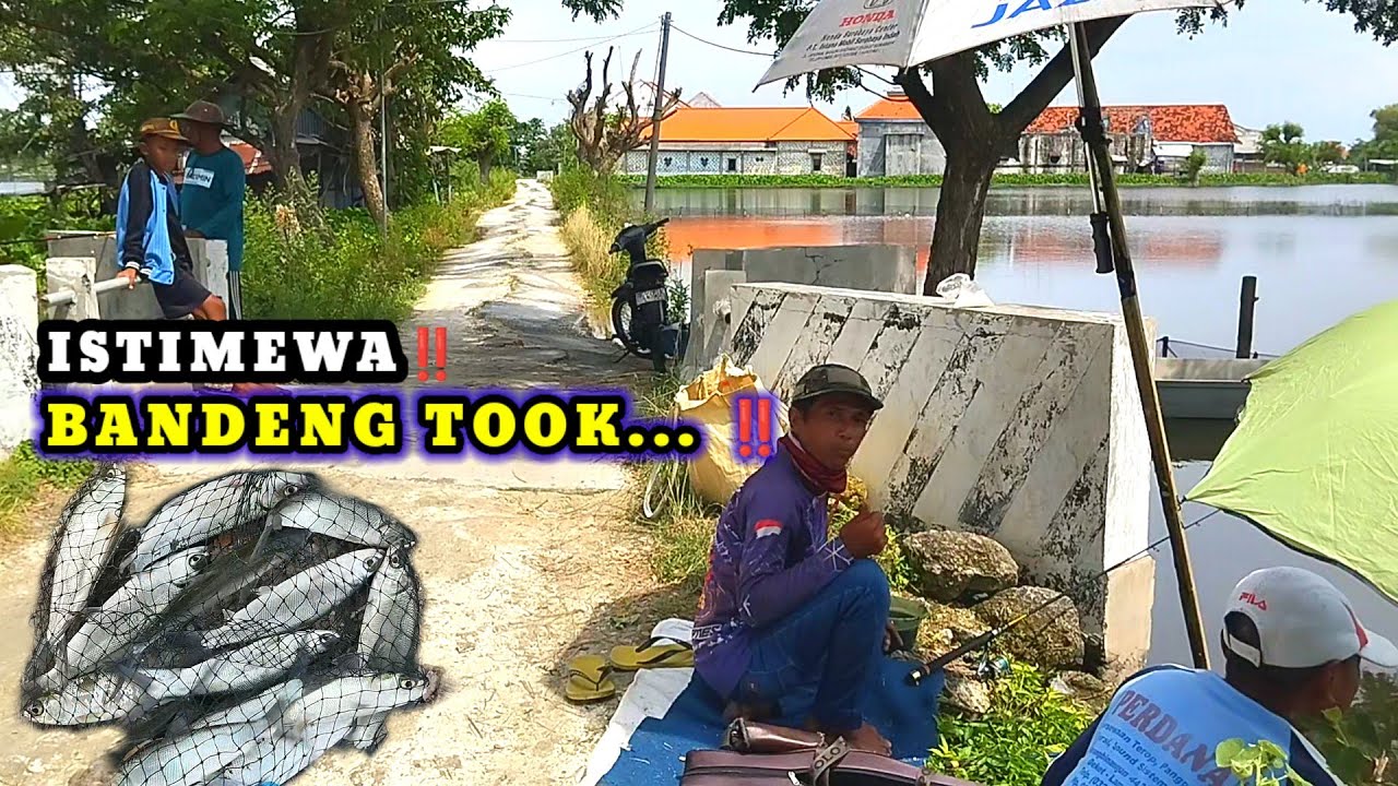 TAMBAK BANDENG JEBOL‼️PEMANCING PANEN PULUHAN EKOR IKAN #mancing #fisherman