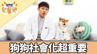 【柴犬抖宅大人】問問宅醫師EP1-狗狗社會化超重要！！要贏 ... 