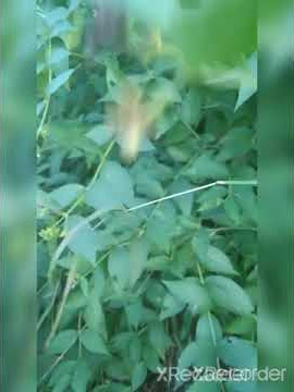 Download lagu सेहरुआ की पहचान - parijat ke paudhe ki pahchan #shorts #plant seharua #seharuaplant #sangamdd