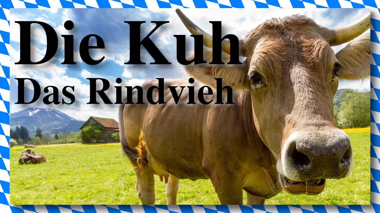Die Kuh, das Rindvieh - Bayerischer Podcast - Folge 