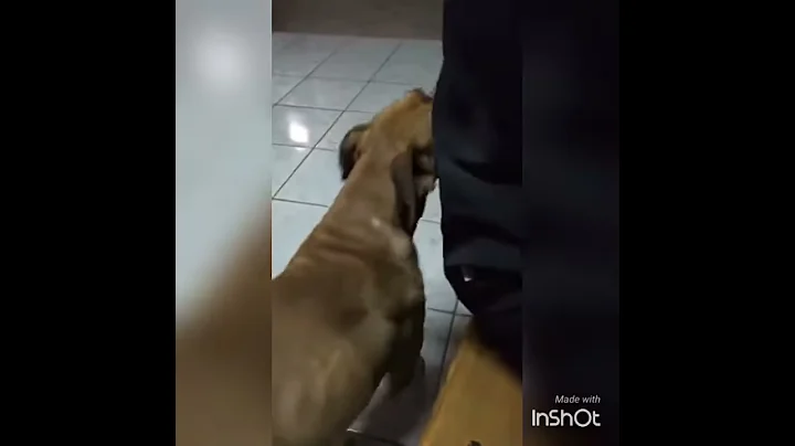 Cadela Lassie "conversando"