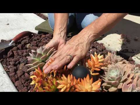 Succulent Planting Tips