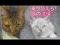 猫の教育実習生、克服すべき課題が見つかる The trial of my wheat-kitty "Komugi"