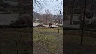 hrajeme si sloni 8.2.24 zoo Praha