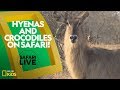 Animal Behavior and Adaptations