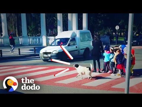 Kupata the stray dog helps kids safely cross the street every day like a crossing guard.