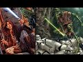 What did the Surviving Jedi do After Order 66?