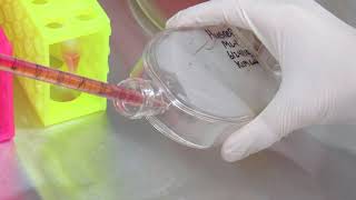 MSU Cell Biology (BIO320) -  Lab 1: Cell Culturing (Video 5)