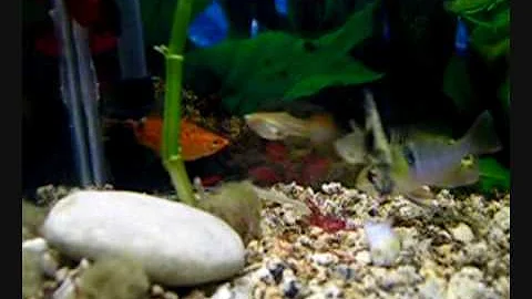Quali pesci mettere in un acquario da 20 litri?