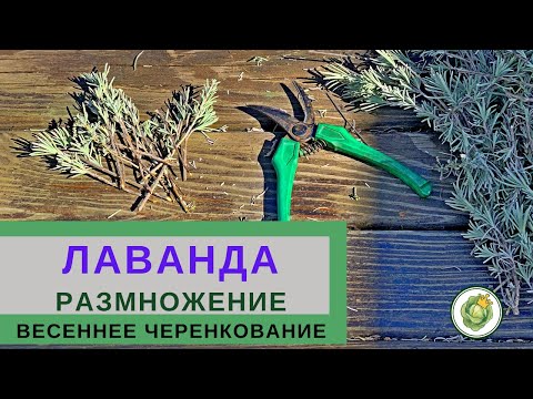 Размножение ЛАВАНДЫ весеннее черенкование