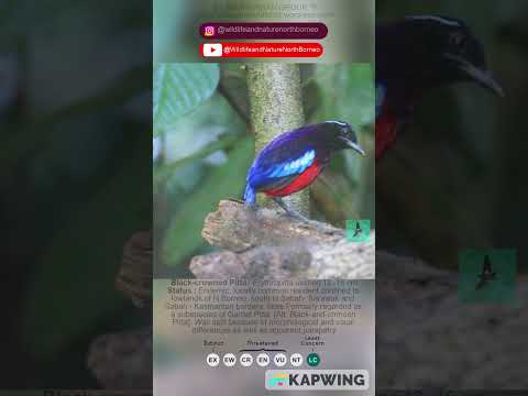 Black-crowned Pitta (Erythropitta ussheri) #bird #birds #wildlife #nature #avitourism #northborneo