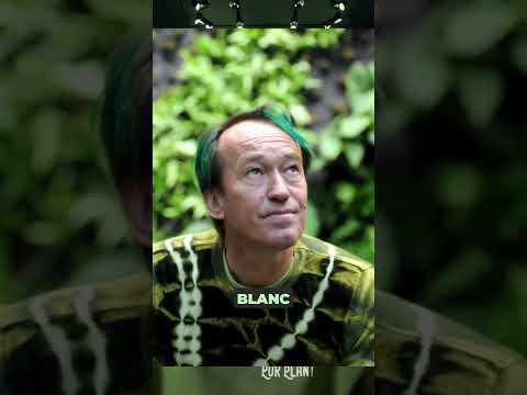 Qué es un Jardín Vertical