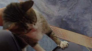 How Many Biscuits Can a Cat Make Per Minute?