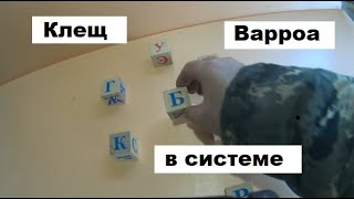 Клещ Варроа в разных системах пчеловодства