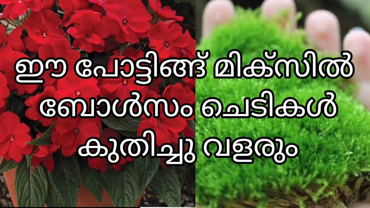 ബോൾസം ചെടിയുടെ സൂപ്പർ പോട്ടിങ്ങ് മിക്സ്