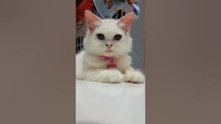 Video 9297731: kittycat, catlover, kitty