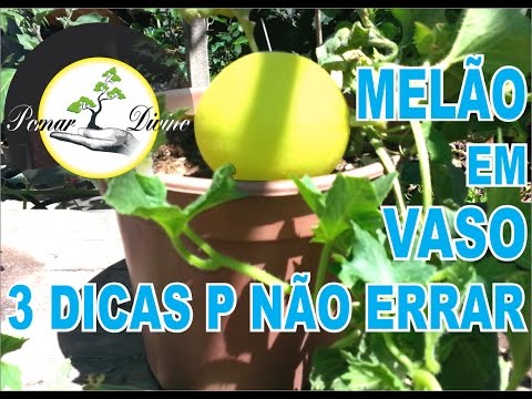 Vídeo: O que é o melão precoce de um Cole - dicas para cultivar as primeiras vinhas de melancia de Cole