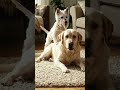 #dogvideo #funnydogs #dogcomedy #cutedogs #viralvideo #funnyreels #doglover #petfunny #funnyanimals