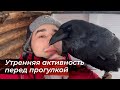 Новые игрушки у Гоши / Утренние дела и новости