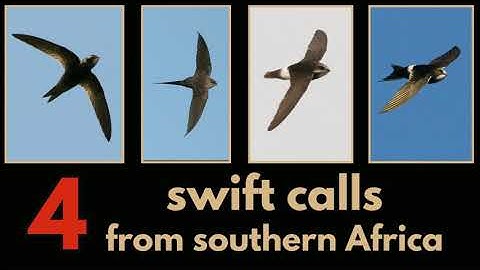 4 SWIFT CALLS from southern Africa