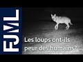 Les loups face à l&#39;observateur  - CanOvis IPRA