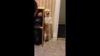 Смешное видео! Funny video! Наказание)) Собаку поставили в угол! Смешное видео! Funny video! Наказание)) Собаку поставили в угол!