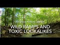 Wild Ramps & Toxic Look a Likes