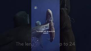 Başınızı Döndürecek 5 Dev Deniz Canavarı Isa Video