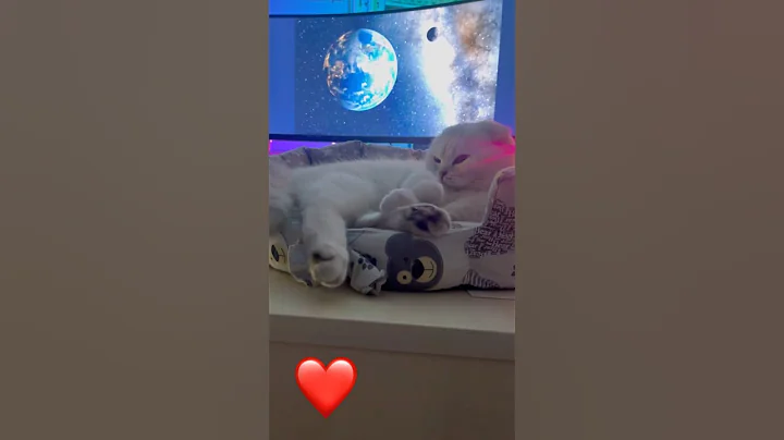 Video 11778651: cat kitten cutecat love, cat kitten cutecat funny, cutecat kitten family, cute kitten family cat, cat white blue eyes