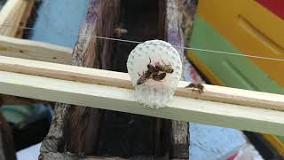 'Repair' Wonky Comb on Foundationless Frames