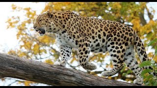 Conservation Conversations: Animal Healthcare