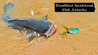 Dangerous Snakehead Fish Attacks Lucana Muller Frog | Snakehead Murrel Fishing in India | Fishing