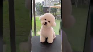 # Bichon frise cute puppy.